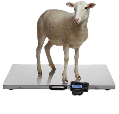 Качество  Carbon Steel Customizable Animal Weighing Scale 500kg Max Capacity 1100LBS 0.1kg Accuracy for Cattle Weight Measurement завод