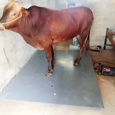Industrial Electronic Balance Platform Floor Weighing Scales with Customized OBM Support and Carbon Steel