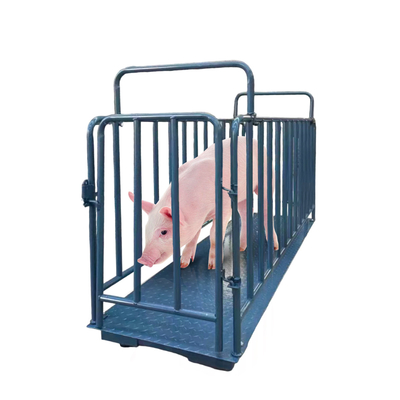Bluetooth/Wi-Fi/RS232/RS485/4G Cattle Weighing Scales in Kilograms for Accurate Measurements