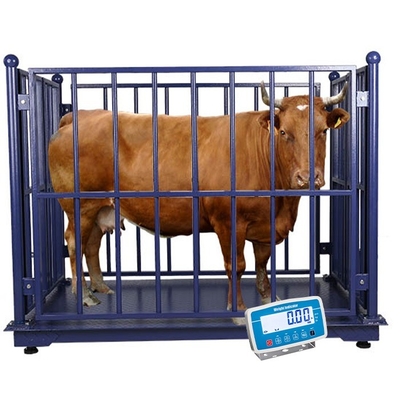Bluetooth/Wi-Fi/RS232/RS485/4G Cattle Weighing Scales in Kilograms for Accurate Measurements