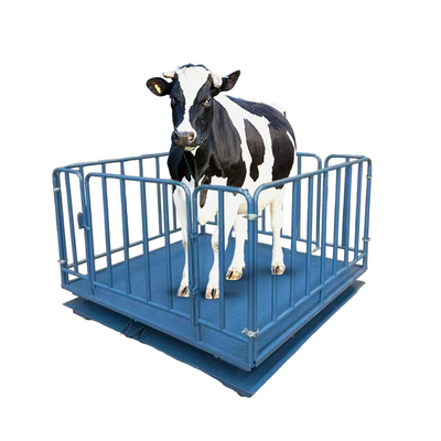 Bluetooth/Wi-Fi/RS232/RS485/4G Cattle Weighing Scales in Kilograms for Accurate Measurements