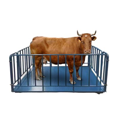 Bluetooth/Wi-Fi/RS232/RS485/4G Cattle Weighing Scales in Kilograms for Accurate Measurements